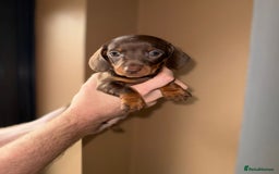 Miniature Dachshund dogs for sale: 🩷💙Stunning KC Mini Dachshund Puppies💙 - Image 7