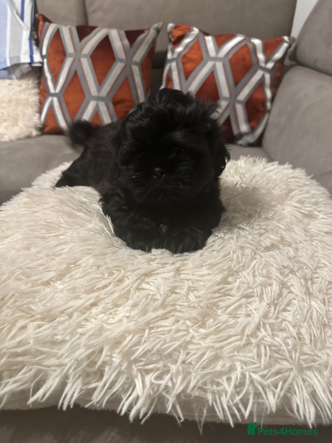 Shih Tzu dogs for sale: Shih Tzu puppies - Advert 8