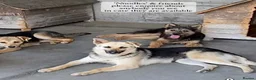 Mixed Breed dogs for adoption: Noodle, 11 months approx. Available for adoption. - Advert 10