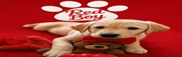 Labrador Retriever dogs for sale: Adorable Litter of Labradors  - Advert 3