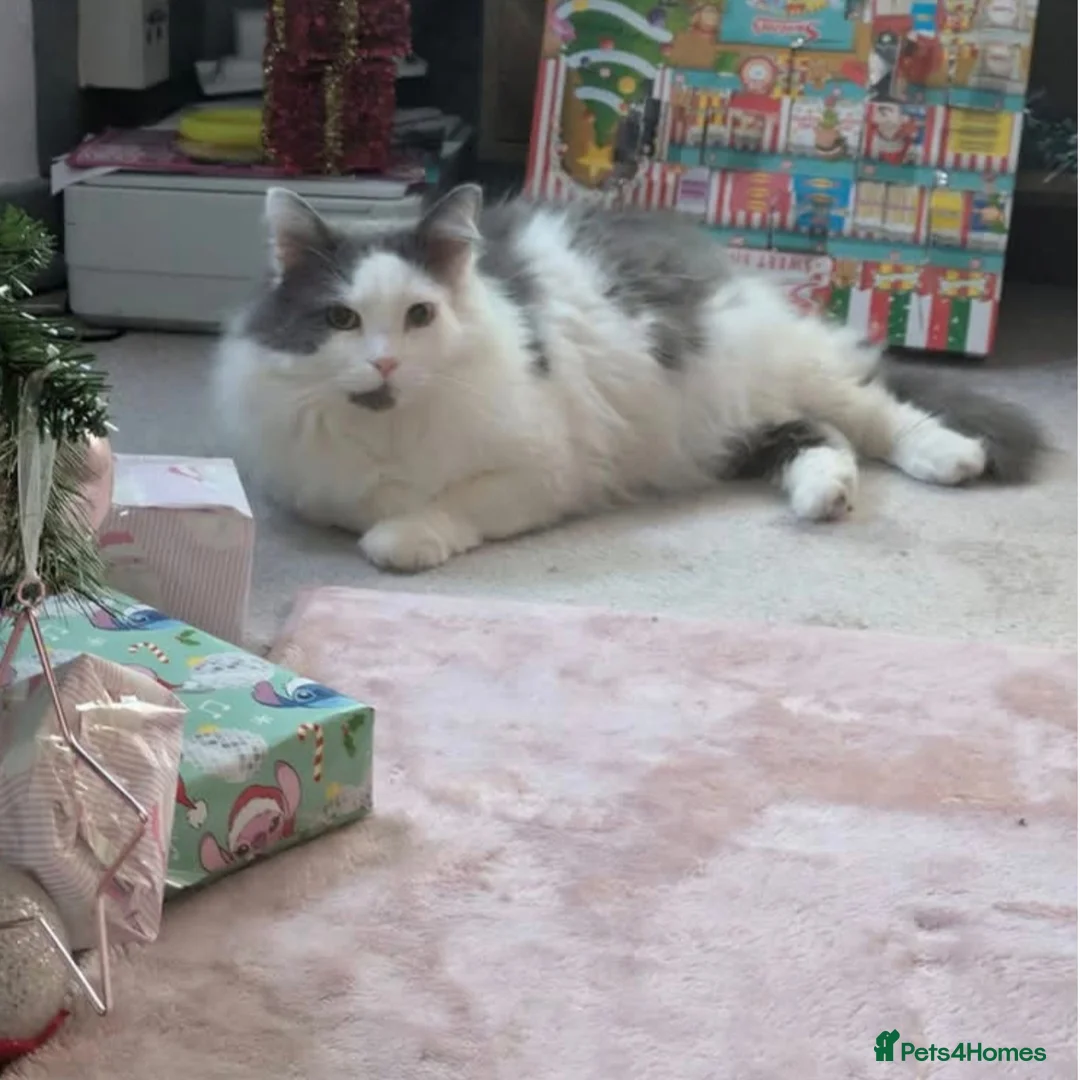 Mixed Breed cats for adoption: Floofy Boy Waiting for His Best Life - Advert 3