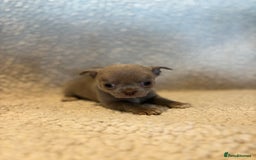 Chihuahua dogs for sale: CHIHUWAHUA PUPPIES. SMOOTH COAT. KC REG. - Image 11