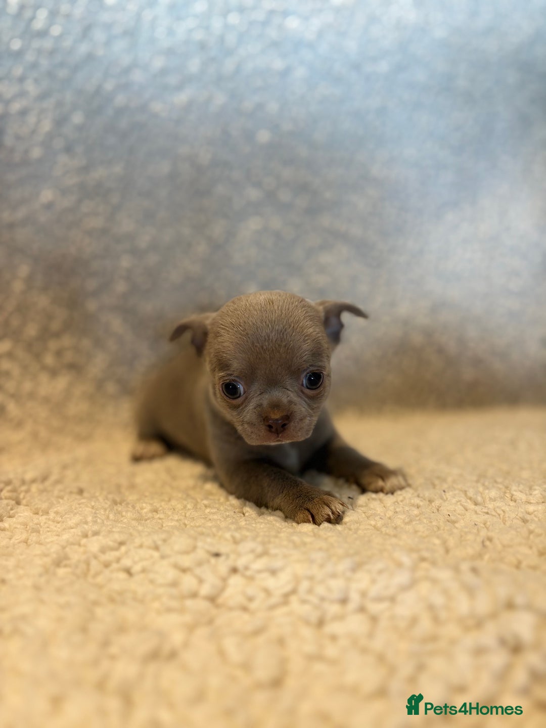 Chihuahua dogs for sale: CHIHUWAHUA PUPPIES. SMOOTH COAT. KC REG. - Image 11