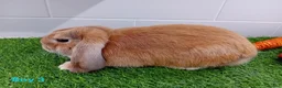Mini Lop rabbits for sale: Mini Lop Baby Bunnies - Ready now!! - Advert 11