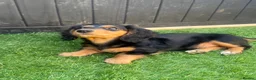 Miniature Dachshund dogs for sale: Quality LH KC mini dachshund 1 boy!!!! REDUCED !! - Advert 5