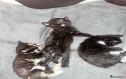 Mixed Breed cats for sale: 4 little girl kittens  - Image 1