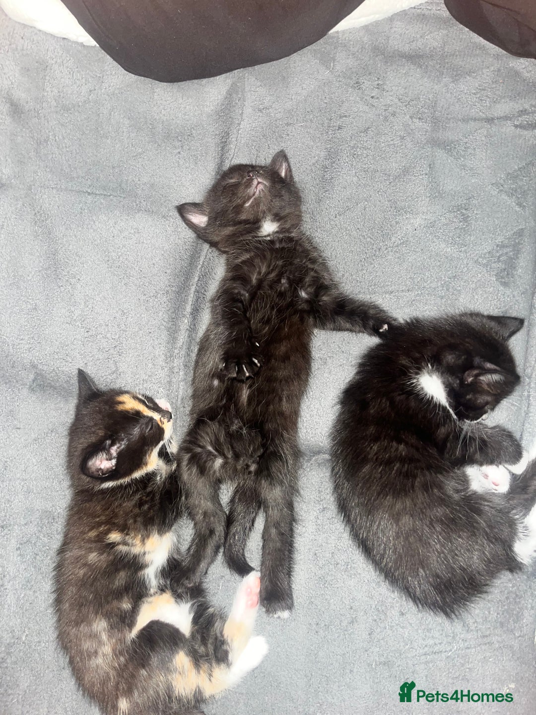Mixed Breed cats for sale: 4 little girl kittens  - Image 1