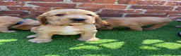 Cocker Spaniel dogs for sale: 🌟🌟🌟Beautiful English Gold Show Cocker Spaniel  - Advert 7
