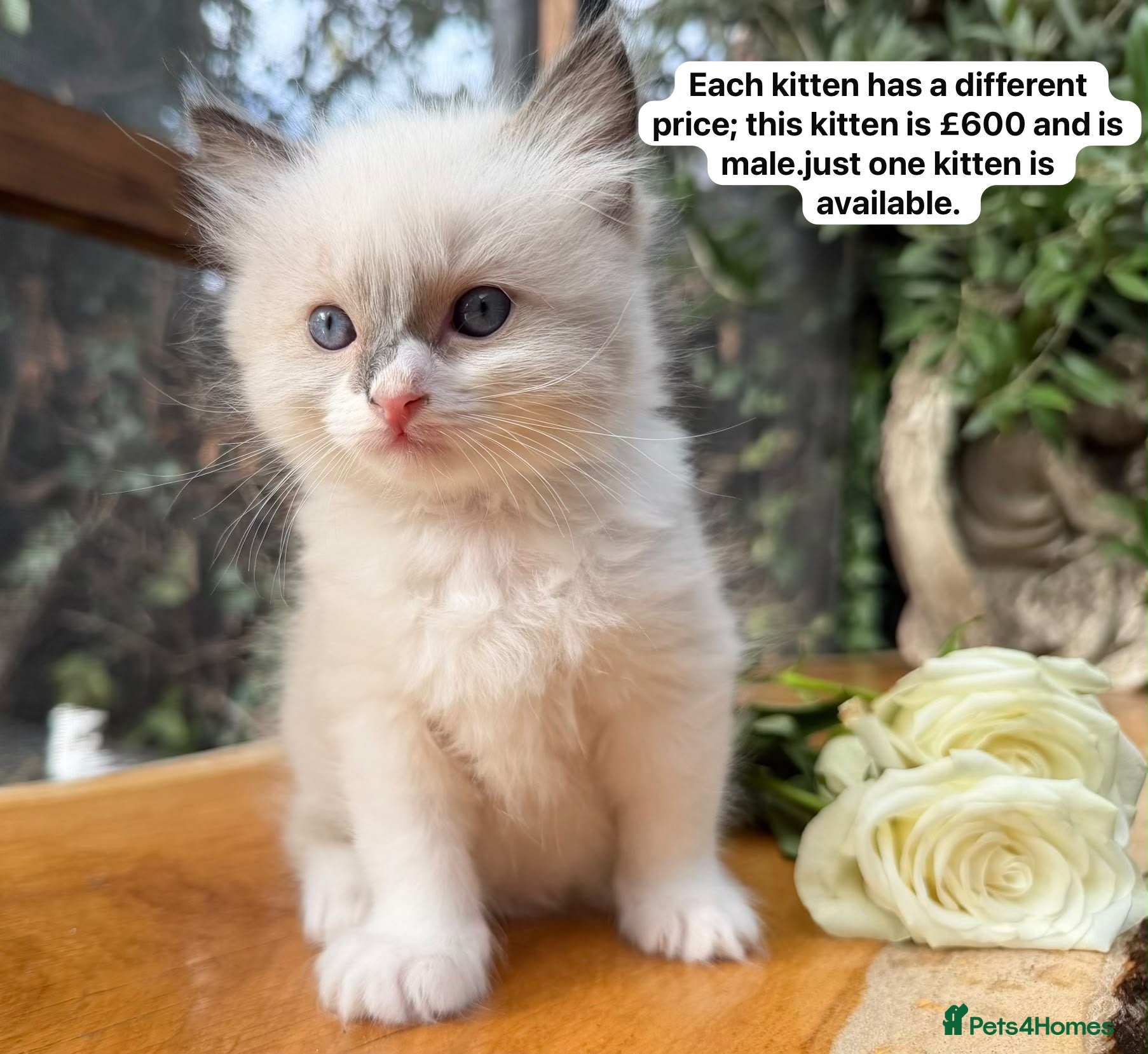 Ragdoll cats Purebred Ragdoll Kittens  - Advert 1