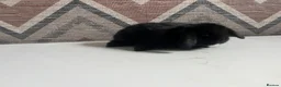 Lionhead rabbits for sale: mini lops  ready to  reserve  - Advert 5