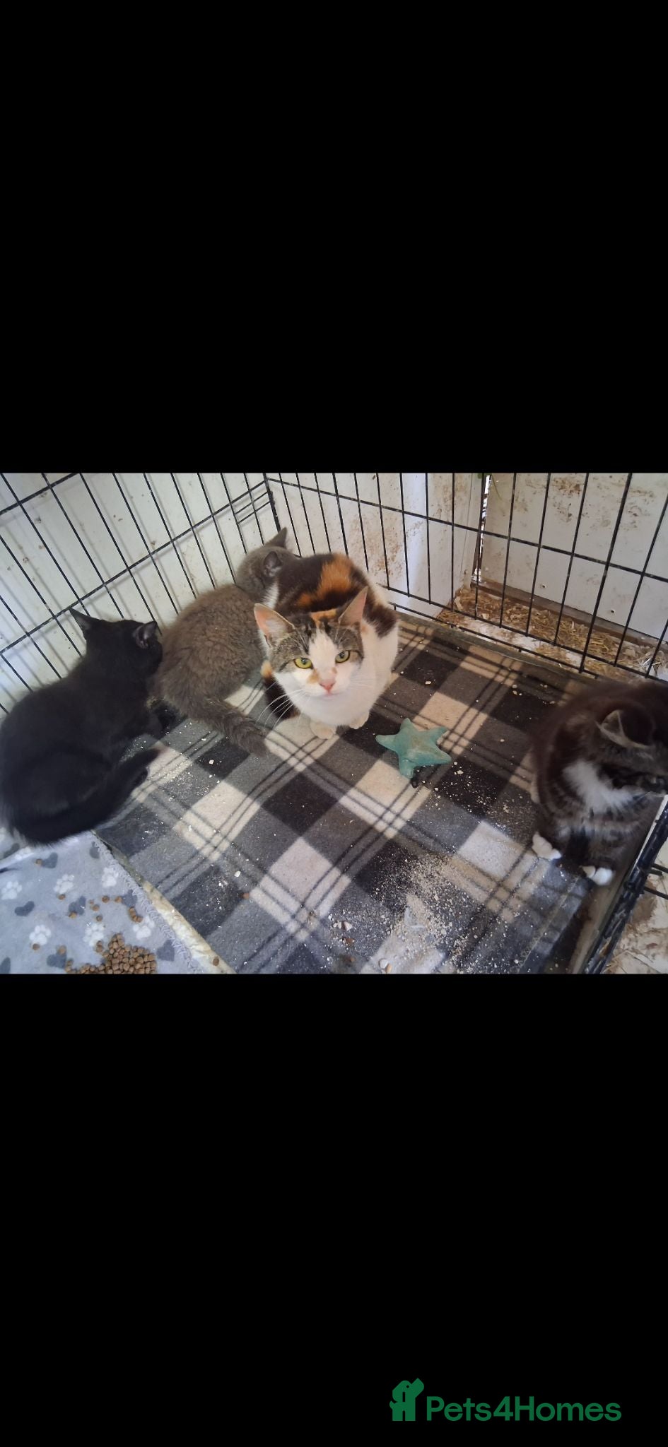 British Shorthair cats Kittens for sale - Advert 1