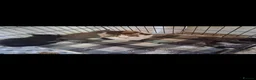 British Shorthair cats for sale: Kittens for sale in Cullompton - Advert 1