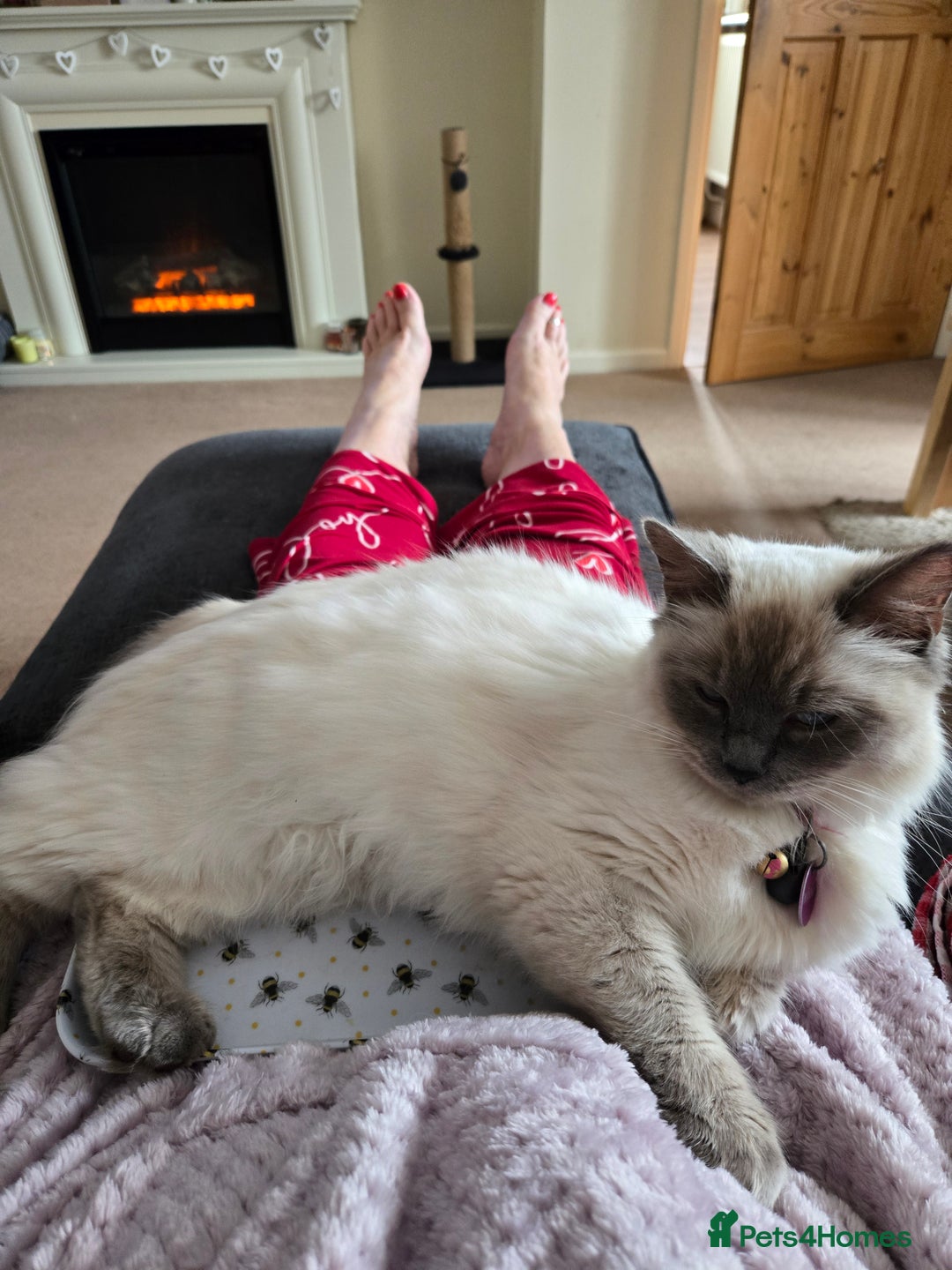 Mixed Breed cats for sale: Ragdoll X Kittens - Image 15