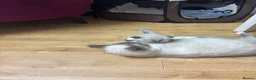 Mixed Breed cats for sale: Mixed breed Siamese kittens in Norwich - Advert 20