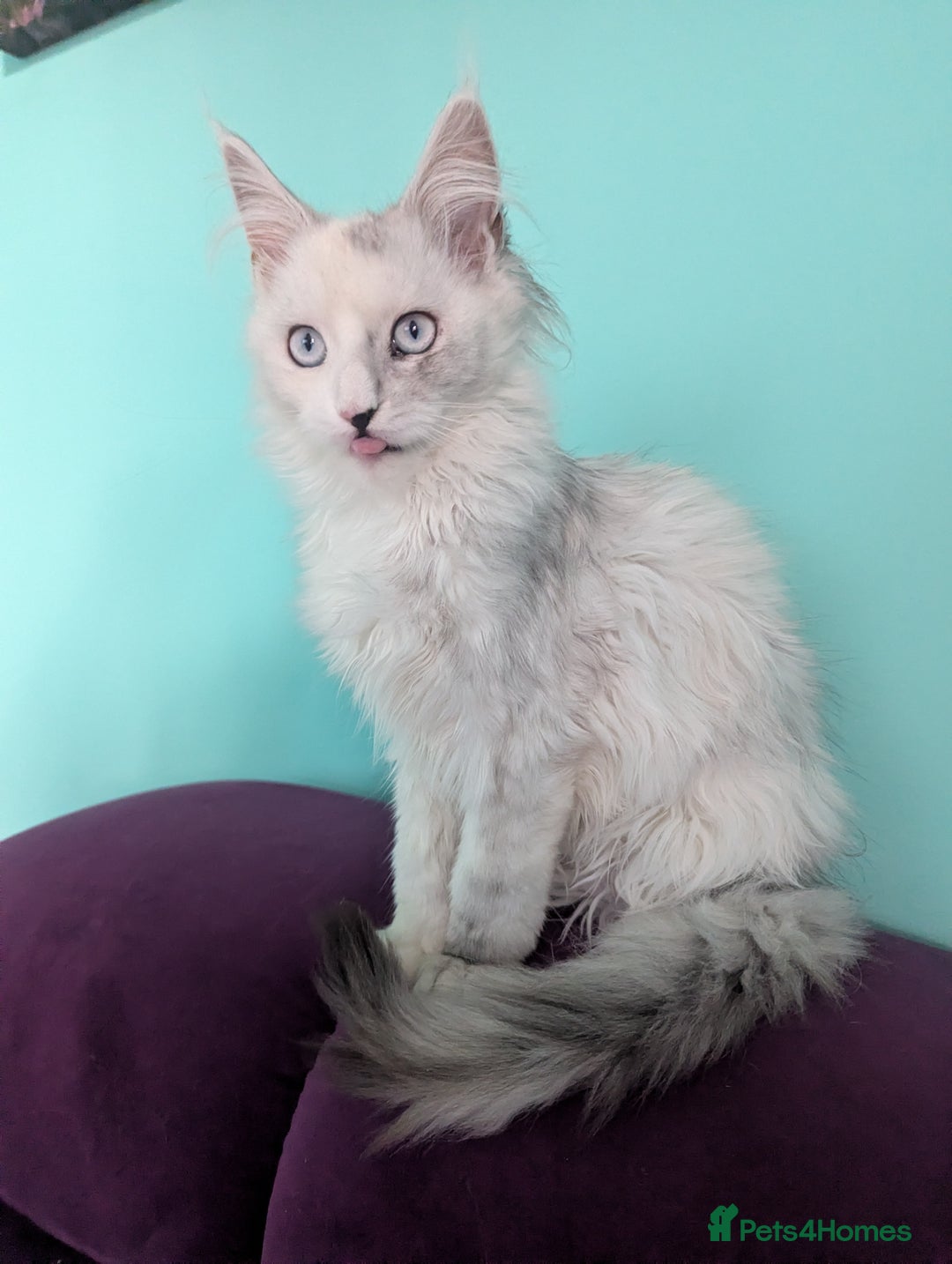 Maine Coon cats for sale: Beautiful Pedigree Maine Coon kittens  - Advert 6