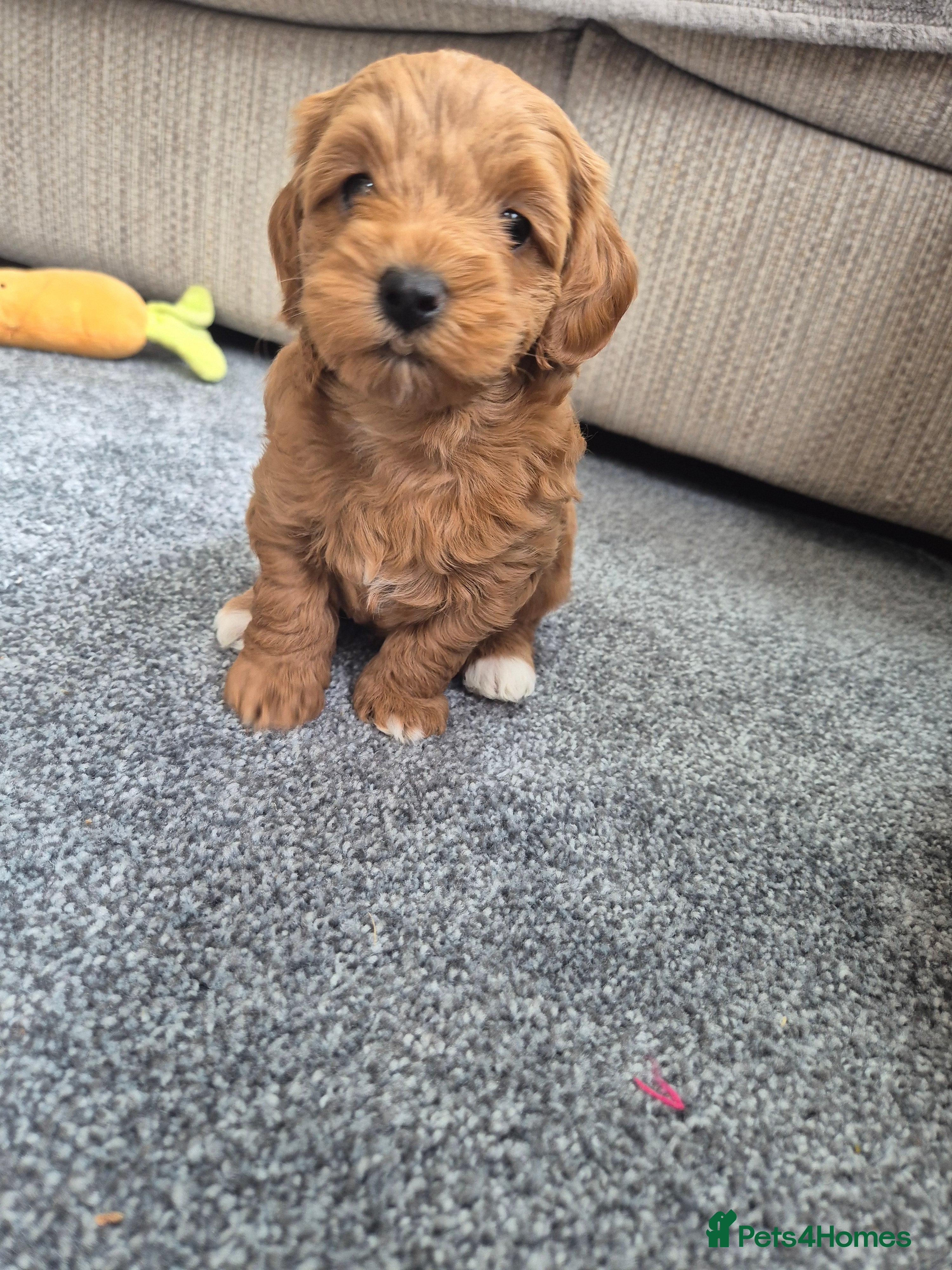 Maltipoo dogs Maltipoo male - Advert 12