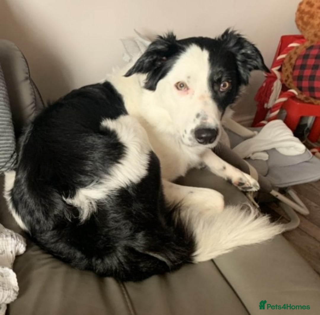 Border Collie dogs for stud: Beautiful border collie for stud -proven in Southampton - Image 7