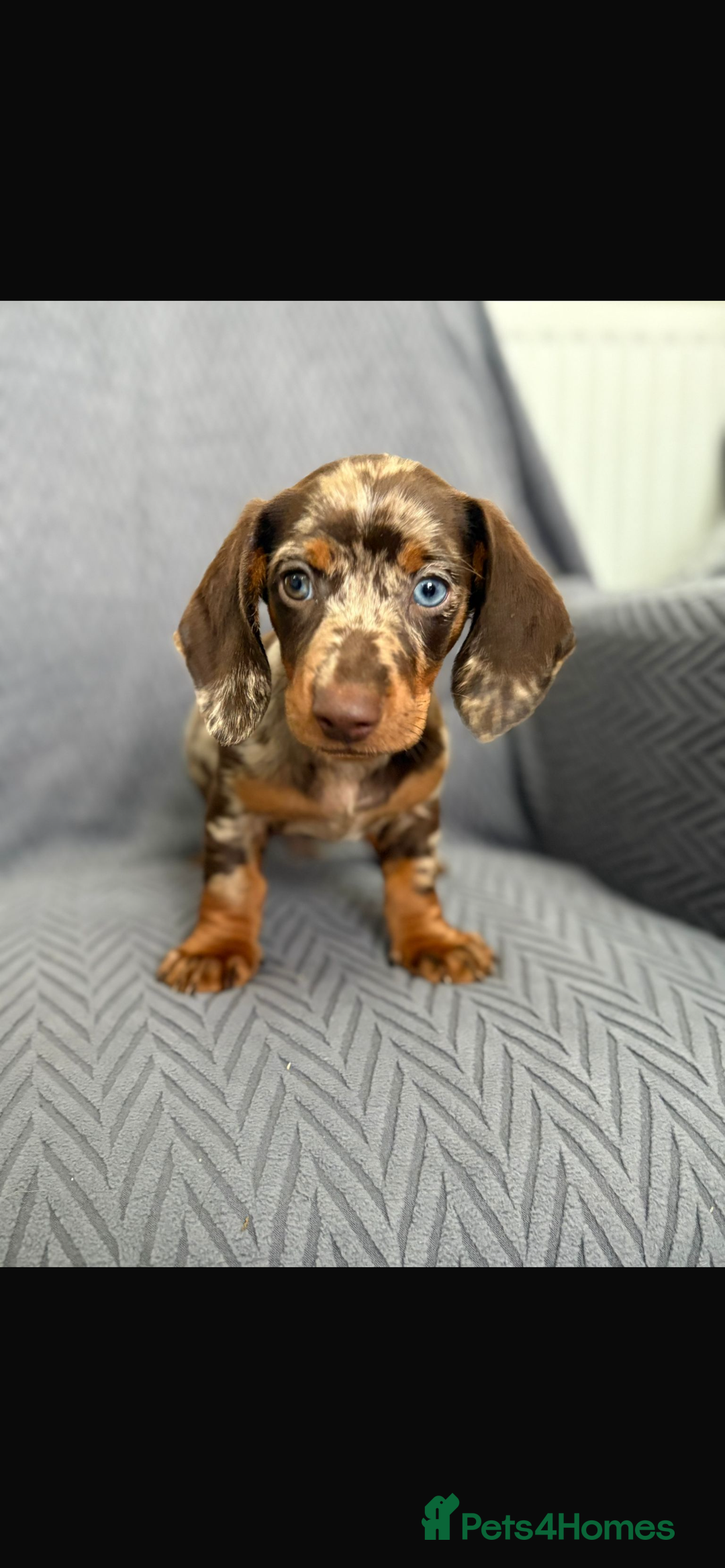 Dachshund dogs for sale: Miniature Dachshund Puppies  - Image 9