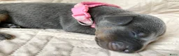 Dobermann dogs for sale: KC REGISTERED DOBERMAN PUPS - Advert 11