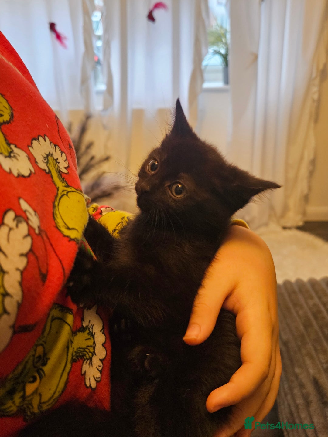 Mixed Breed cats for sale: Beautiful kittens - Advert 4