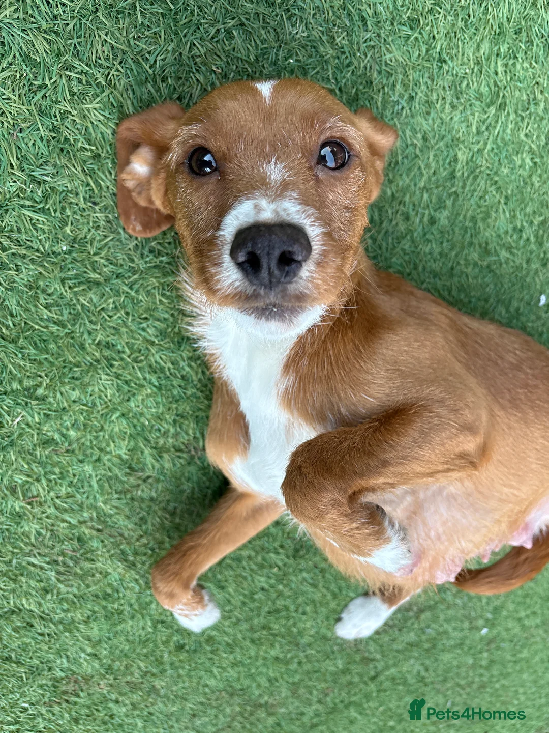 Jackapoo dogs for sale: Jackapoo puppies - Advert 8