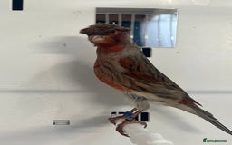 Canaries birds for sale: Canary’s  rhinelander harlequins and red mosaics  - Image 5