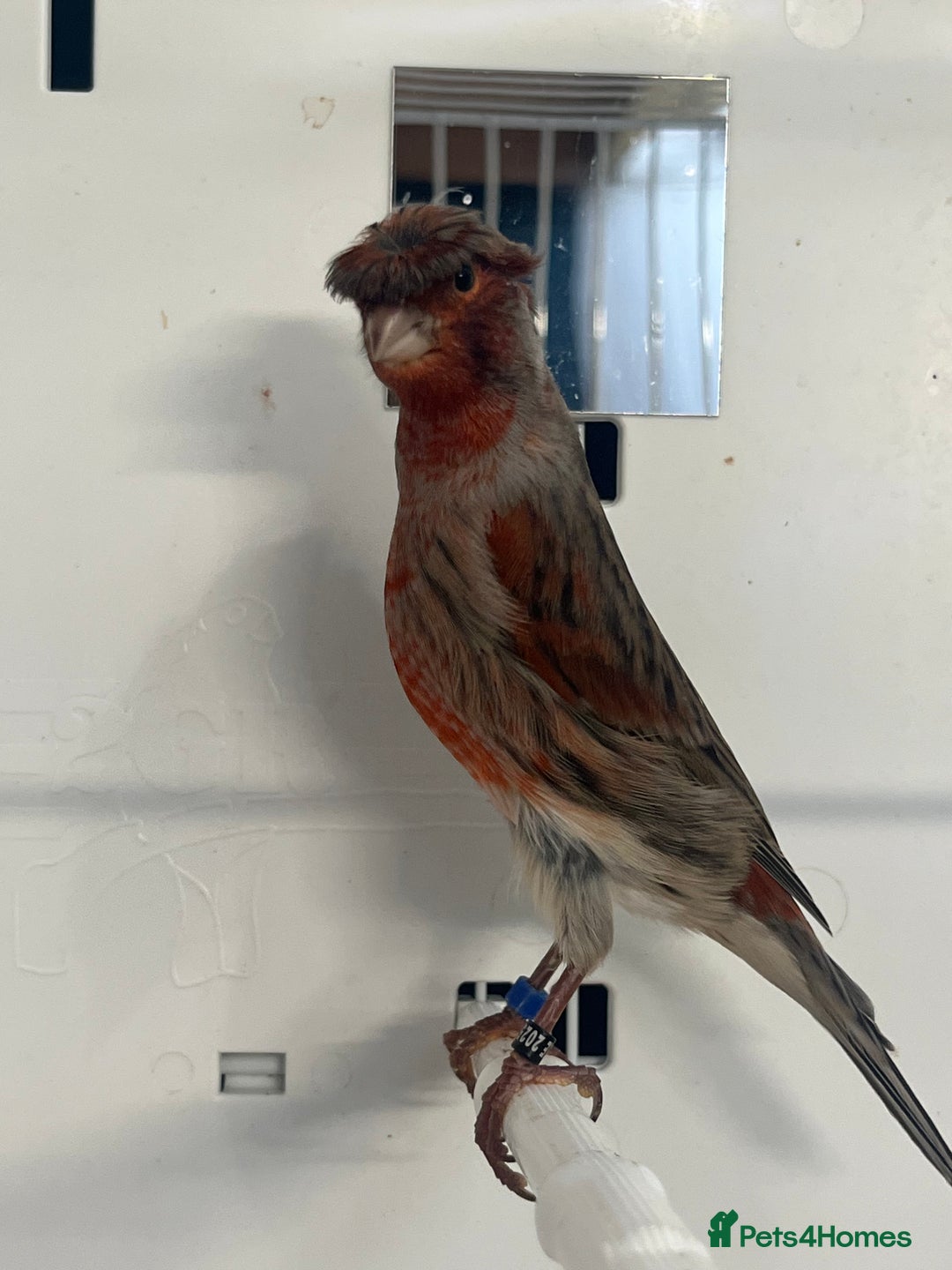 Canaries birds for sale: Canary’s  rhinelander harlequins and red mosaics  - Image 5