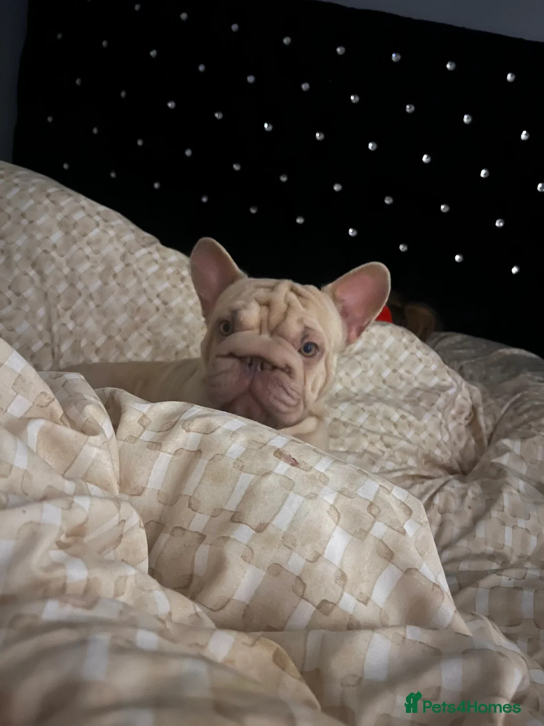 French Bulldog dogs for sale: French bulldog - Advert 2