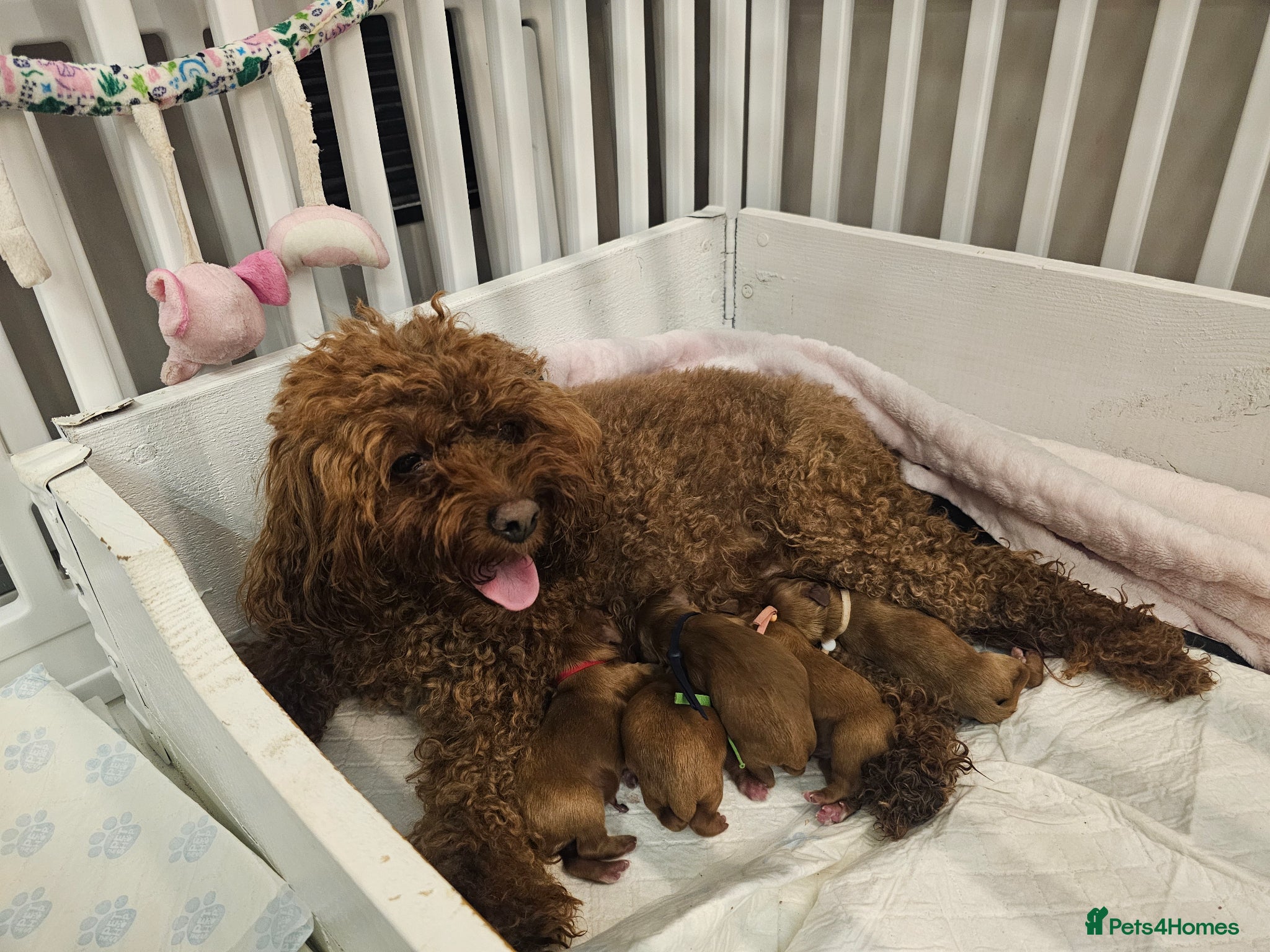 Cavapoo dogs Cavapoo puppies (toy)DNA CLEAR - Advert 2