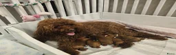 Cavapoo dogs for sale: Cavapoo puppies (toy)DNA CLEAR - Advert 40