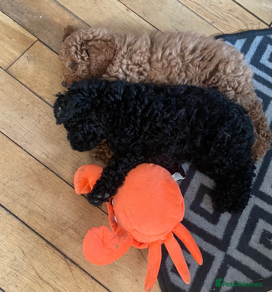 Maltipoo dogs for sale: Maltipoo pups ready to go around 22nd December - Advert 7