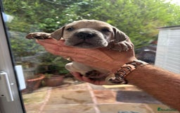 Great Dane dogs for sale: Champion Great Dane puppies for sale - Image 35