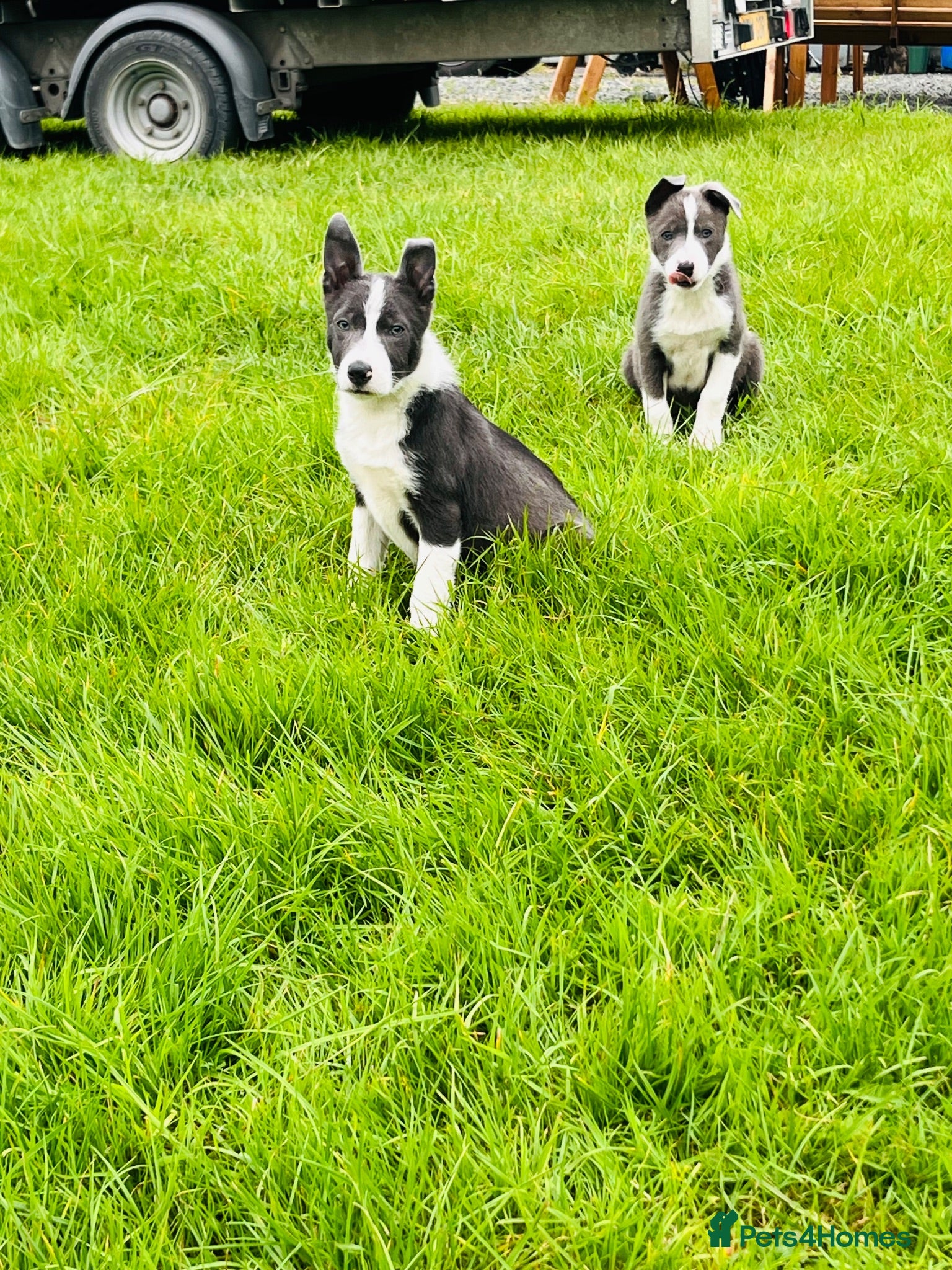 Border Collie dogs Grey and white collie pups  - Advert 1