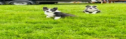 Border Collie dogs for sale: Grey and white collie pups  in Girvan - Advert 1