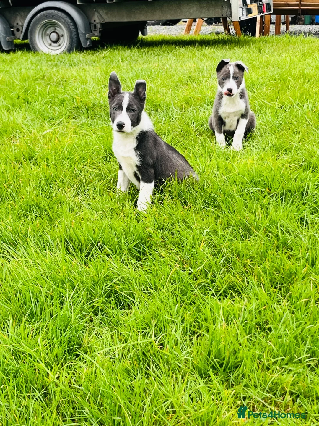 Border Collie dogs for sale: Grey and white collie pups  in Girvan - Advert 1