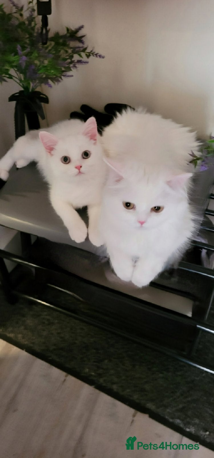 British Longhair cats Pedigree British Pure White BSH kitten in London - Advert 10