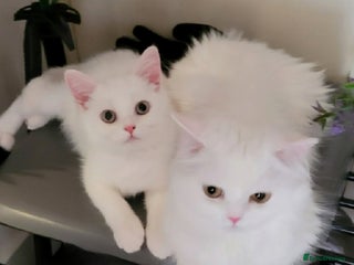 British Longhair cats Pedigree British Pure White BSH kitten in London - Advert 10