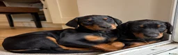 Dobermann dogs for sale: Doberman pups with KC parents  - Advert 13