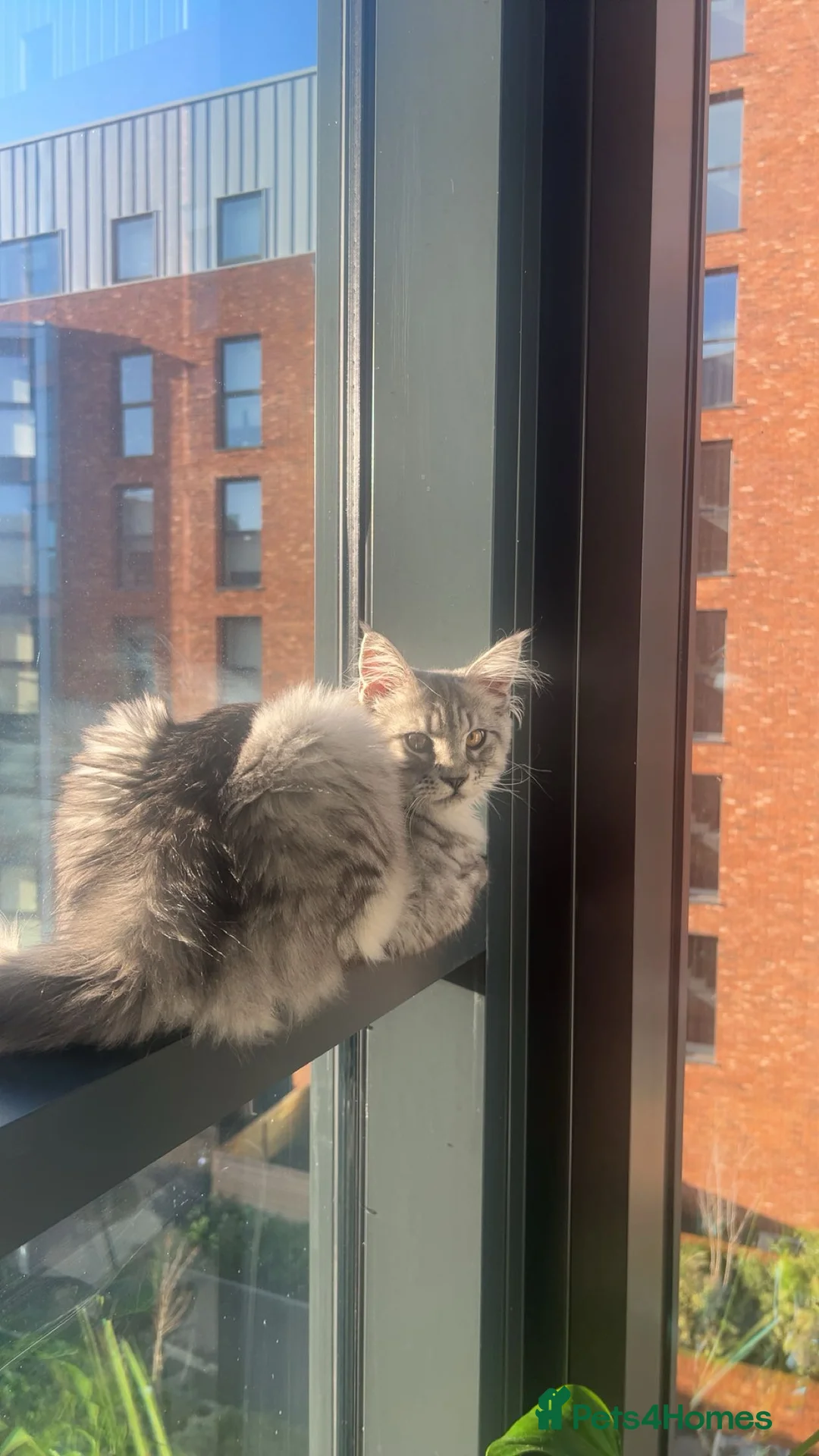 Maine Coon cats for stud: Silver Striped Male for STUD - Advert 7