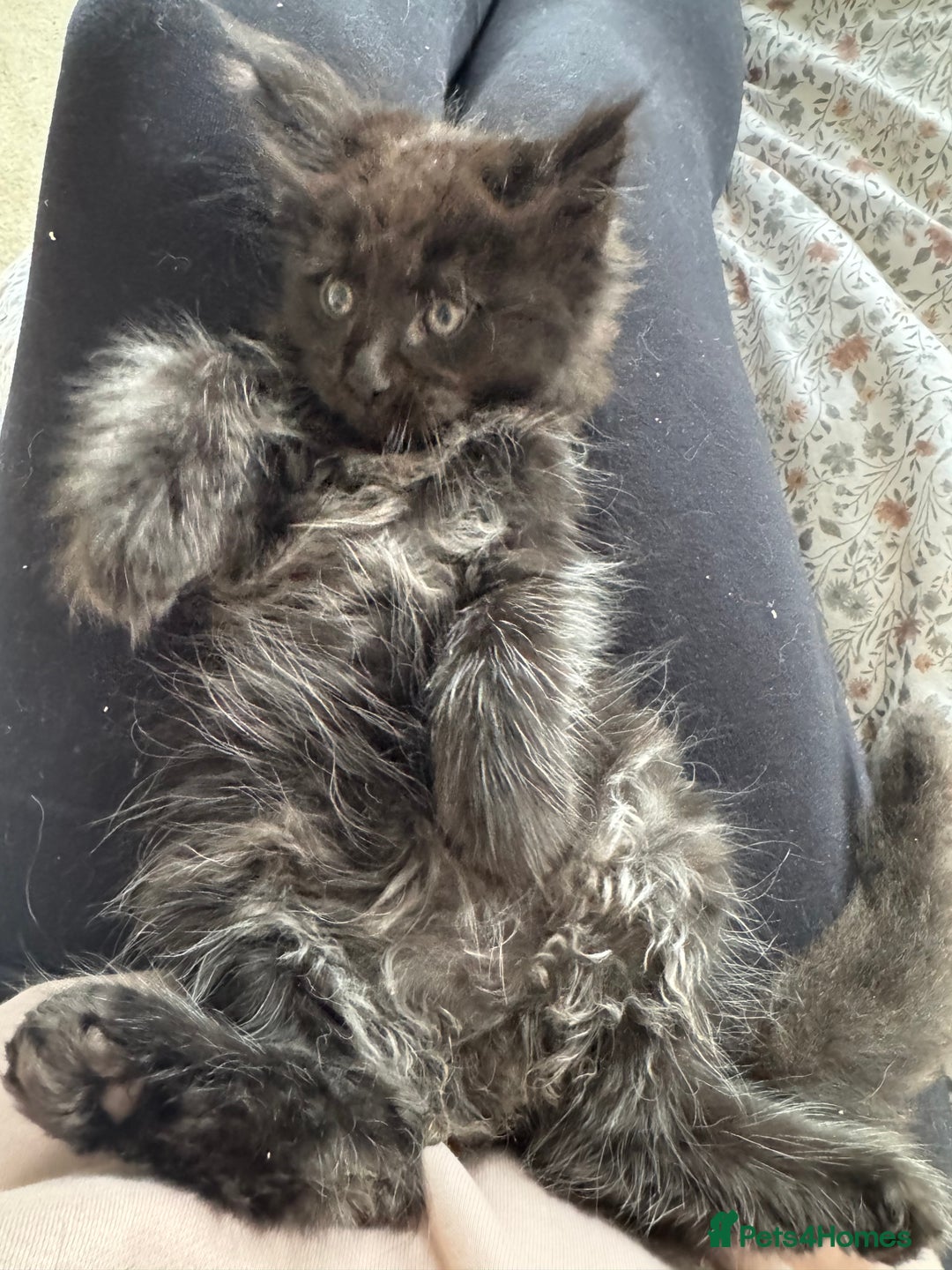Maine Coon cats for sale: 4 big pure gorgeous Mainecoon boys  - Image 32