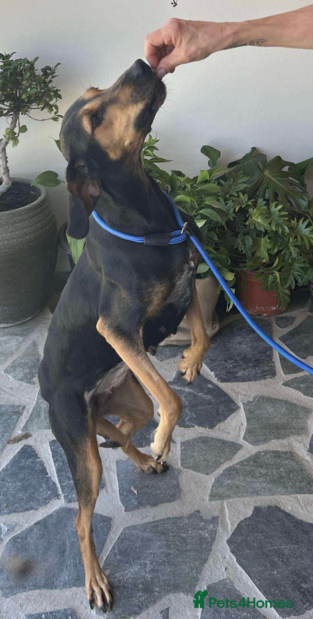 Mixed Breed dogs for adoption: Cinnamon needs a loving home  - Image 6