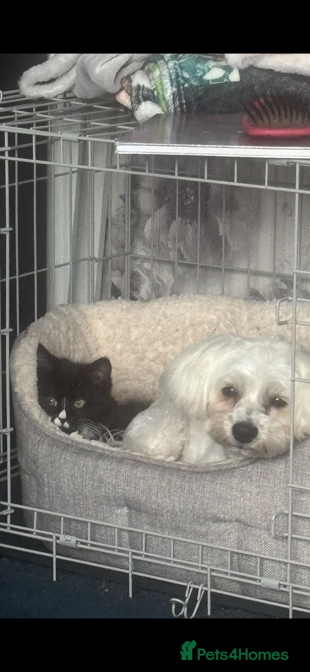 Mixed Breed cats for sale: Female cat - Advert 2