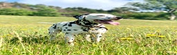 Dalmatian dogs for stud: WINNER AT CRUFTS 2020 PROVEN AND HEALTH TESTED in Aberdare - Advert 4
