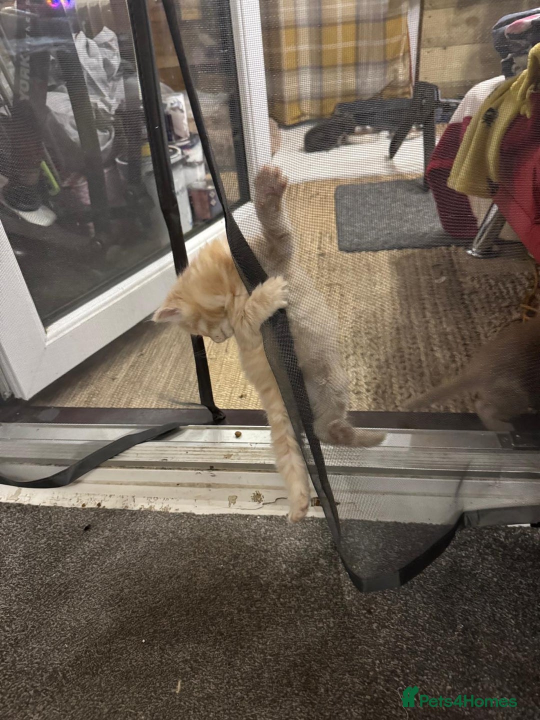 Bengal cats for sale: Bengal Mixed Litter - 2 Ginger & 1 Blue/Grey - Image 18