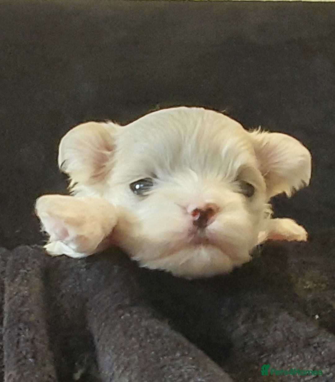 Maltese dogs for sale: Kc Small Korean maltese puppies - Advert 1