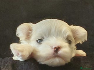 Maltese dogs Kc Small Korean maltese puppies - Advert 1