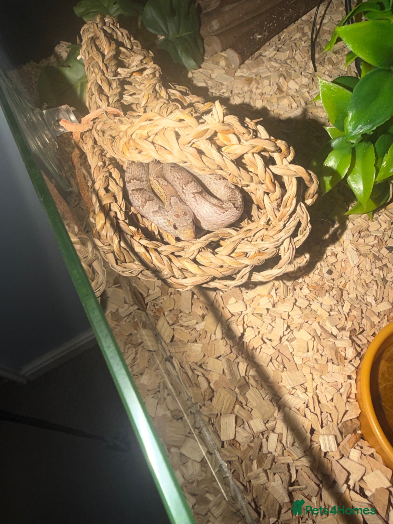 Corn Snake reptiles St tessera cornsnake  - Advert 7