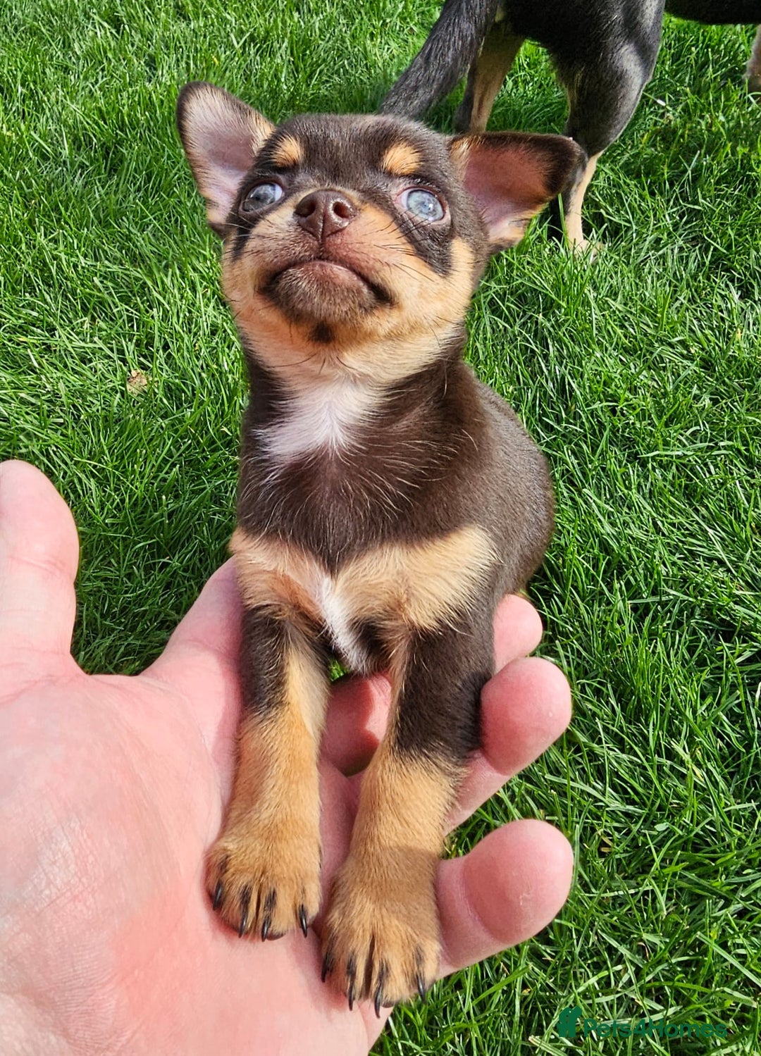 Chihuahua dogs for sale: 4 stunning chocolate and tan chihuahua puppys. - Image 8