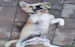 Mixed Breed dogs for adoption: Bobby, a superb little puppy boy for a Loving Home - Image 9