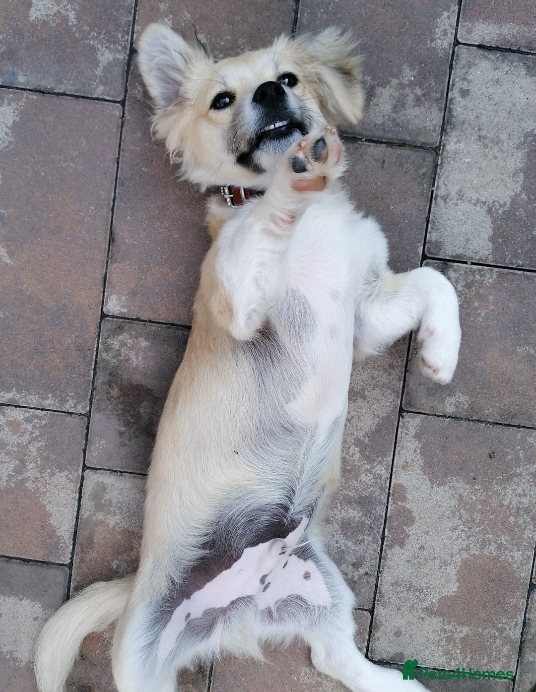 Mixed Breed dogs for adoption: Bobby, a superb little puppy boy for a Loving Home - Image 9